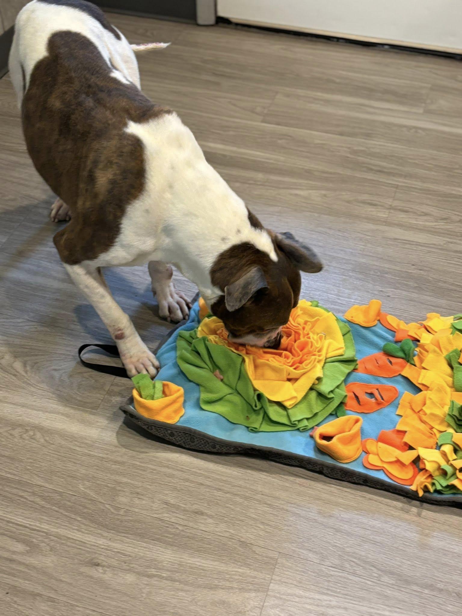 Enlarge Tokio, a hold Pit Bull Terrier in Hummelstown, PA image 2/3