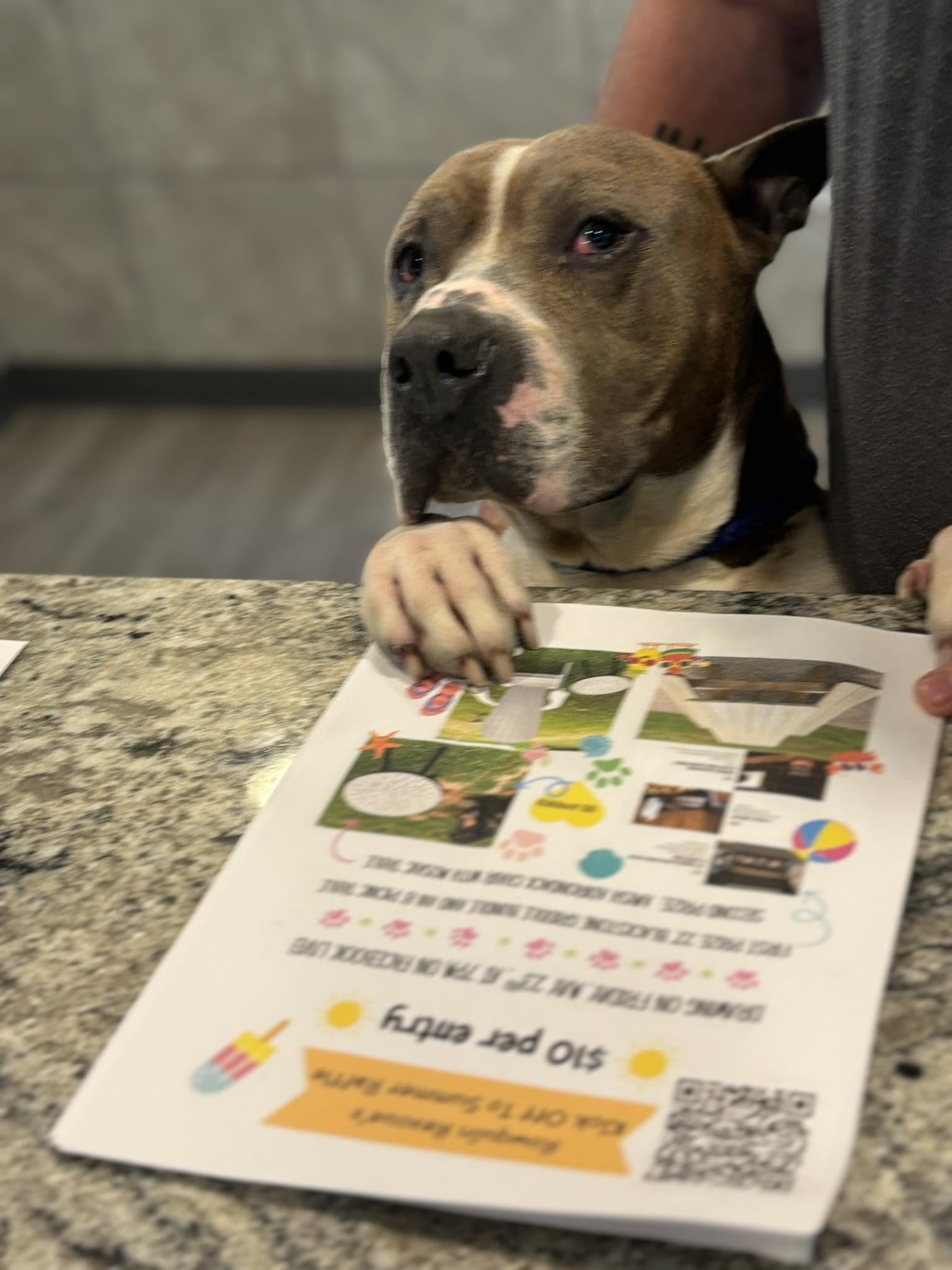 Enlarge Tokio, a hold Pit Bull Terrier in Hummelstown, PA image 3/3