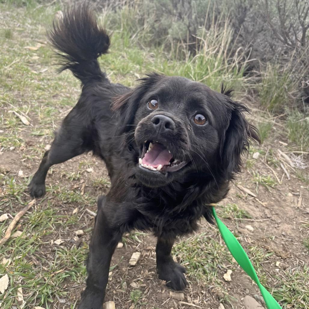 Wesley, Adoptable, Adult Male Mixed Breed.
