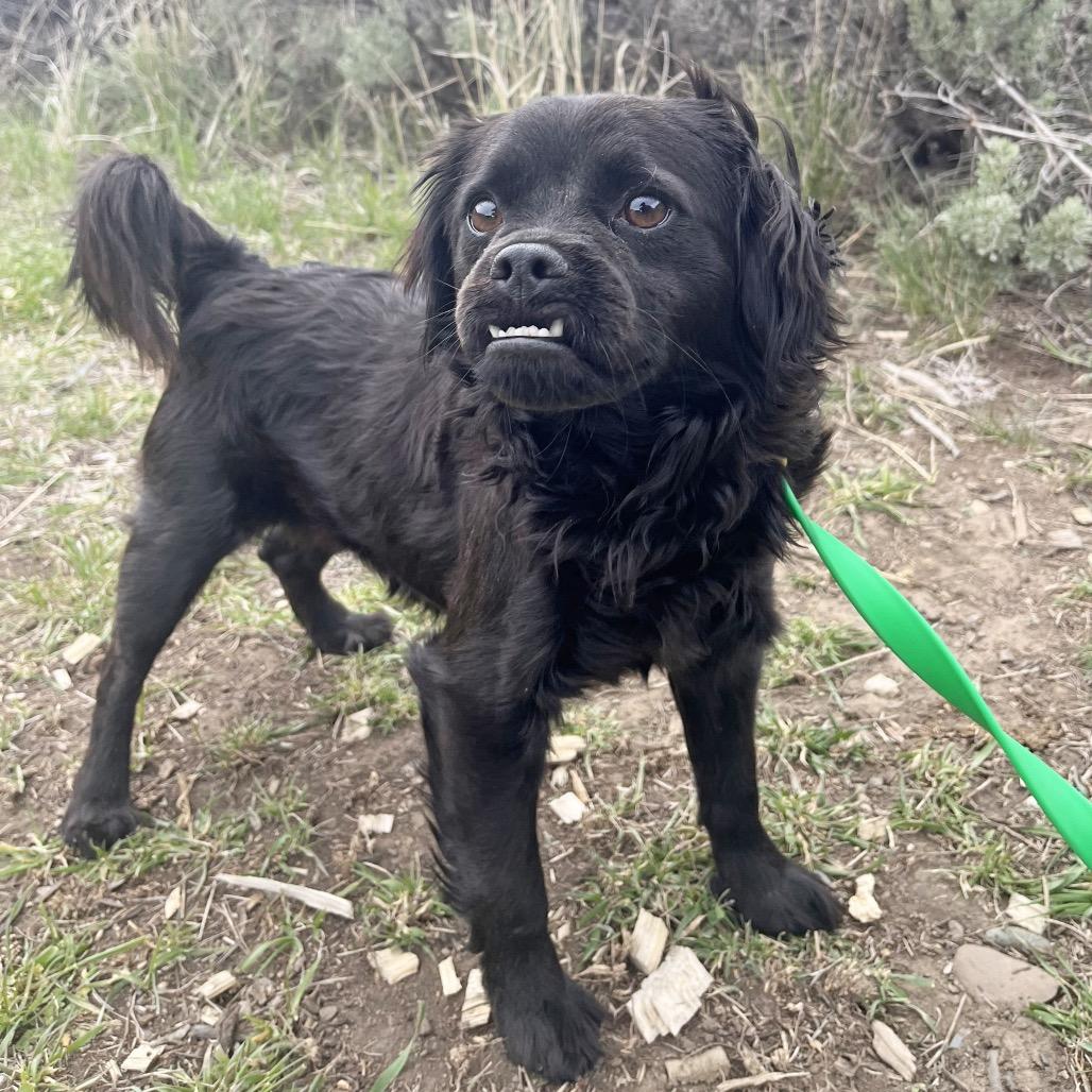 Enlarge Wesley, a Adoptable Mixed Breed in Hailey, ID image 2/4
