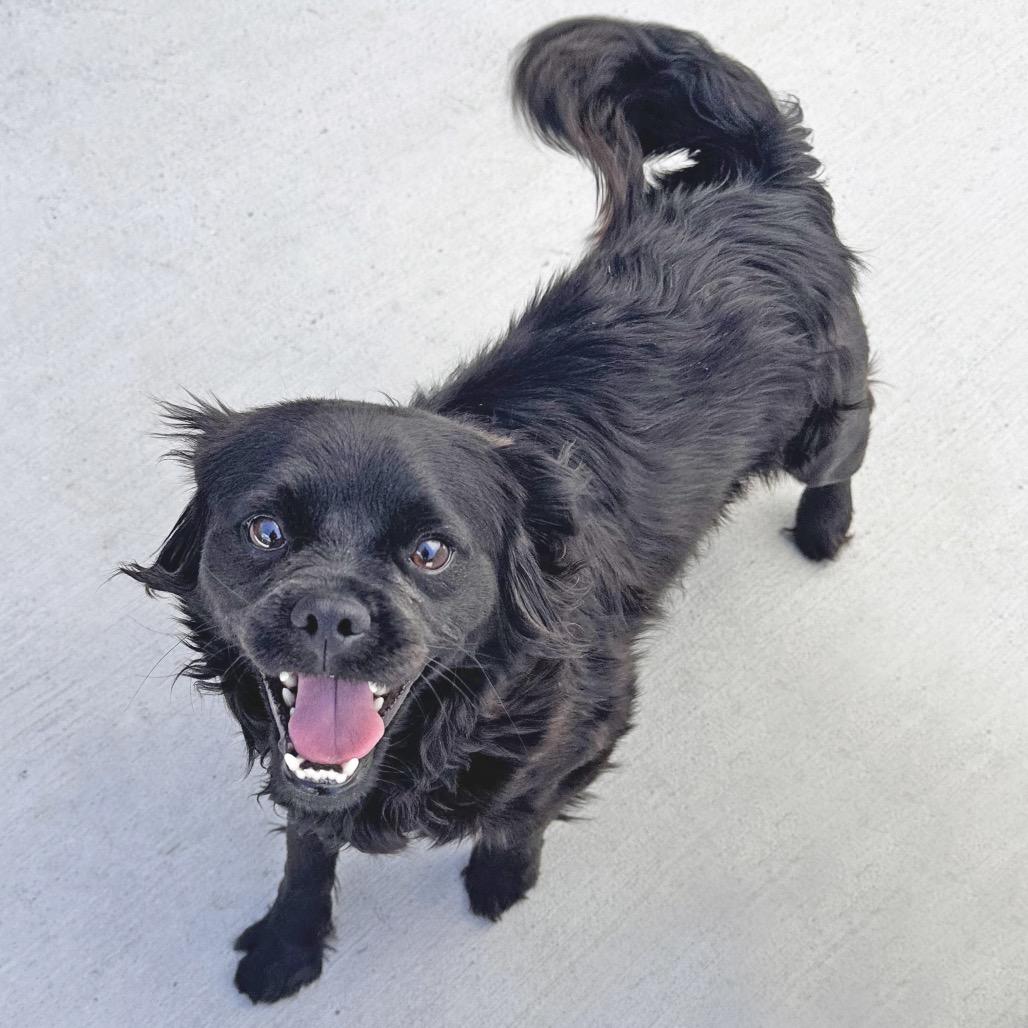 Enlarge Wesley, a Adoptable Mixed Breed in Hailey, ID image 3/4
