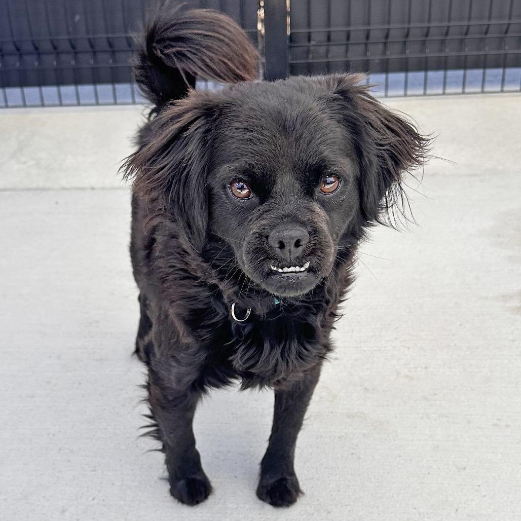 Enlarge Wesley, a Adoptable Mixed Breed in Hailey, ID image 4/4