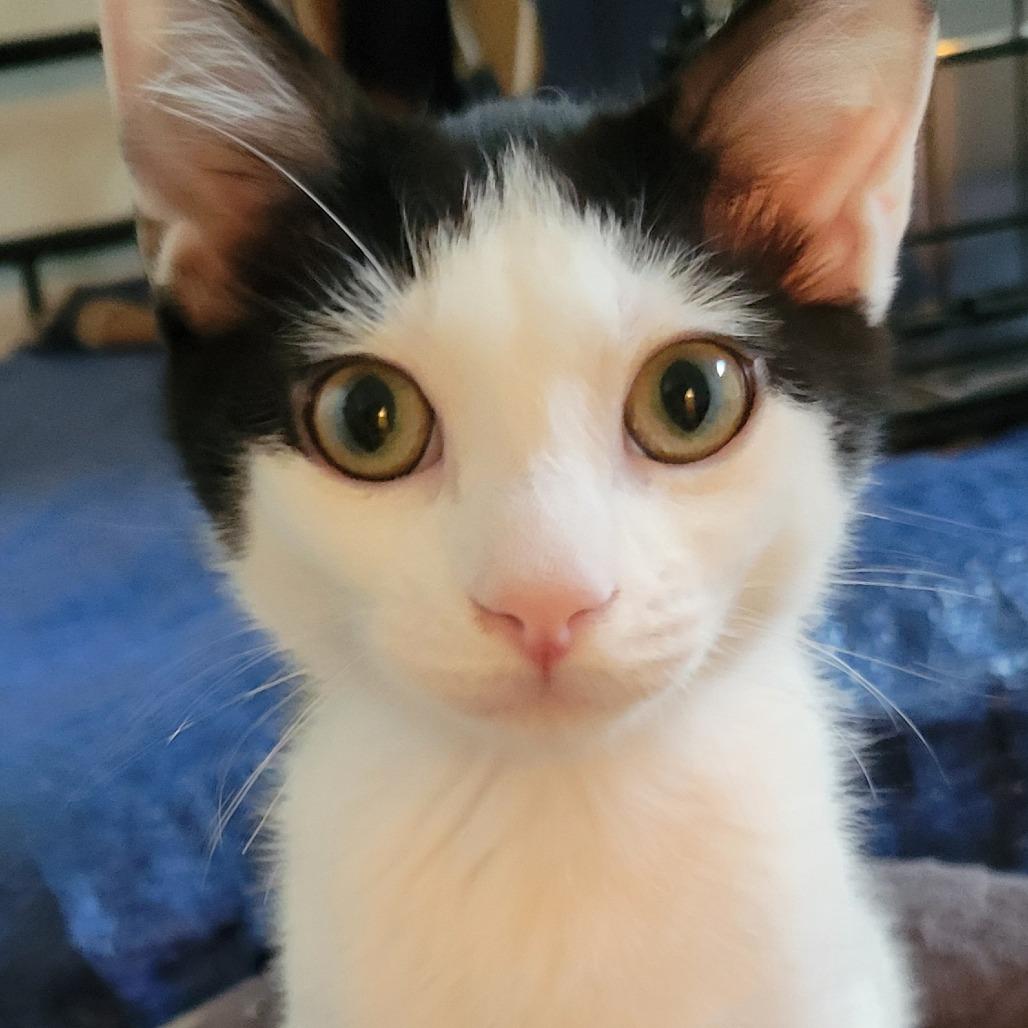 Jax, Adoptable, Young Male Domestic Short Hair.