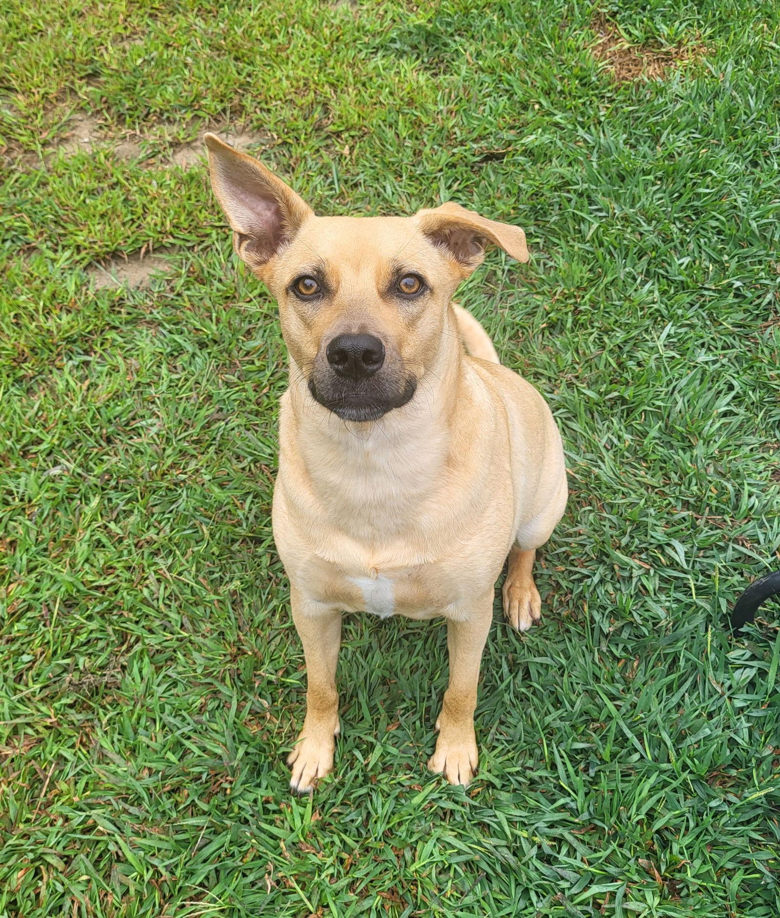 Enlarge Layne Louise, a Adoptable mixed breed in Saunderstown, RI image 1/3
