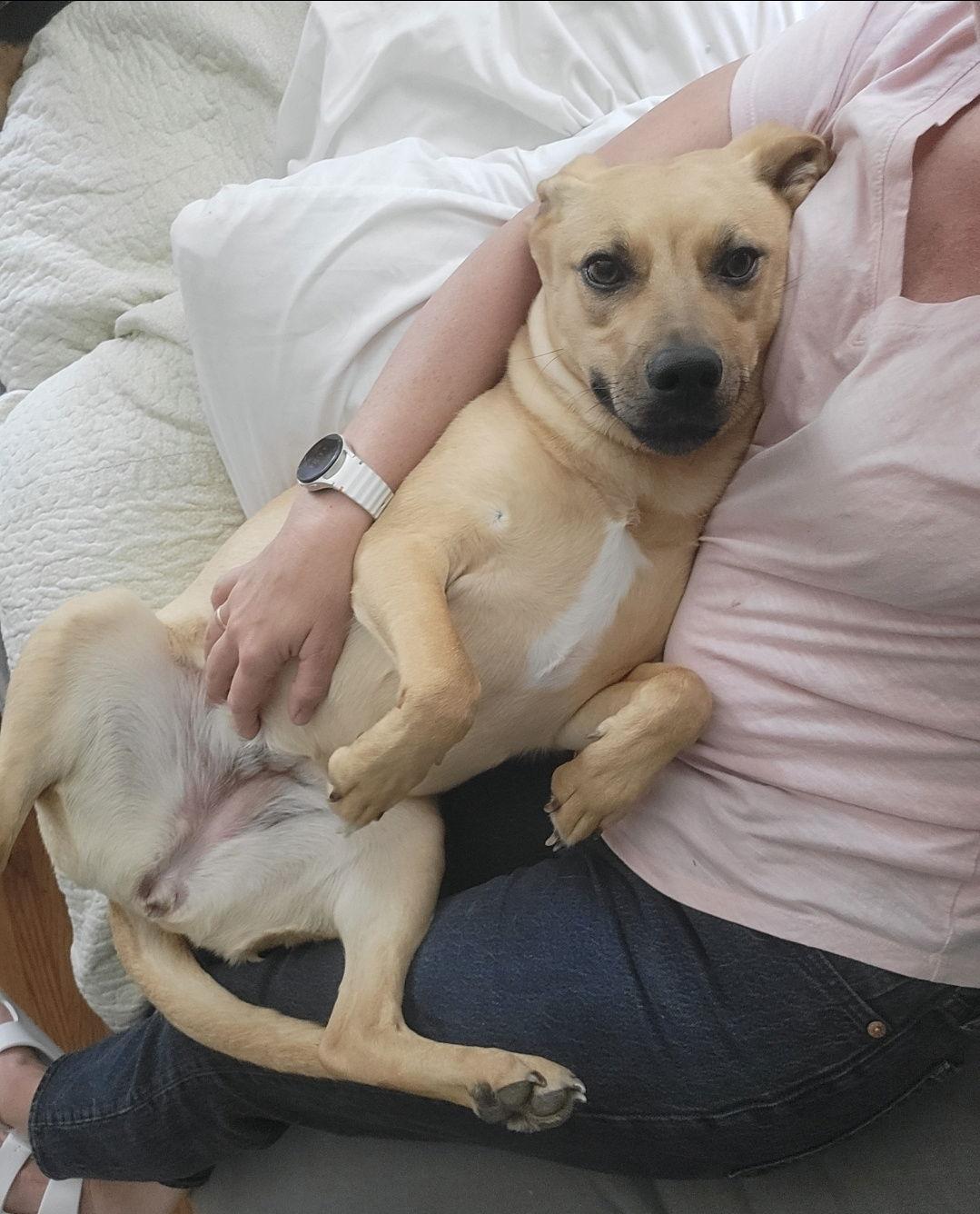 Enlarge Layne Louise, a Adoptable mixed breed in Saunderstown, RI image 2/3