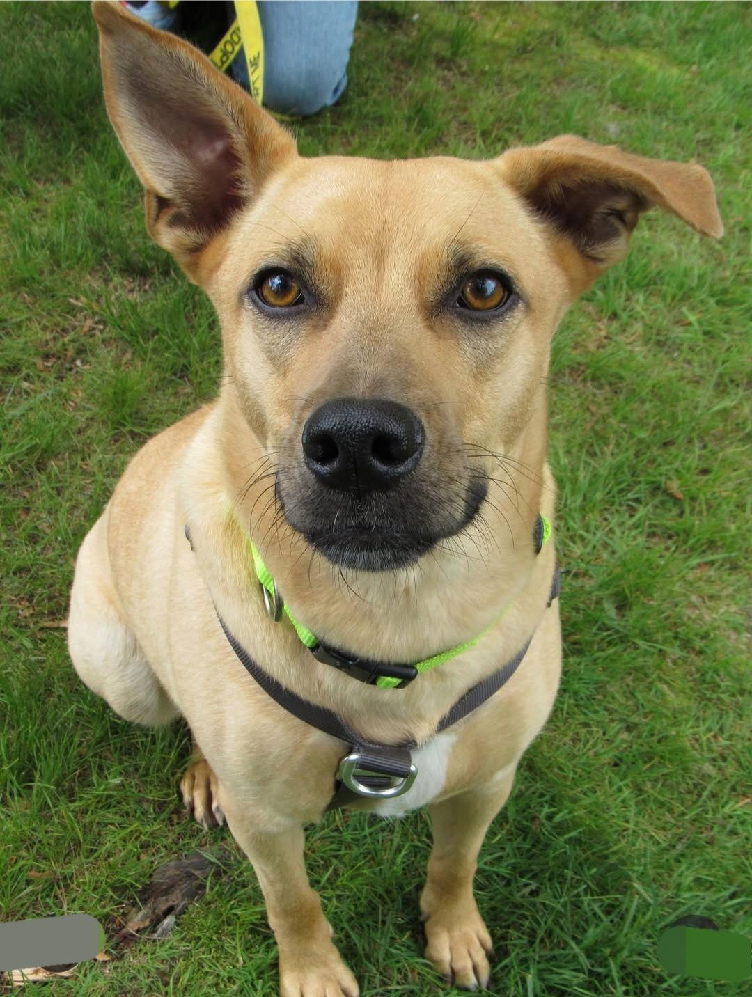 Enlarge Layne Louise, a Adoptable mixed breed in Saunderstown, RI image 3/3