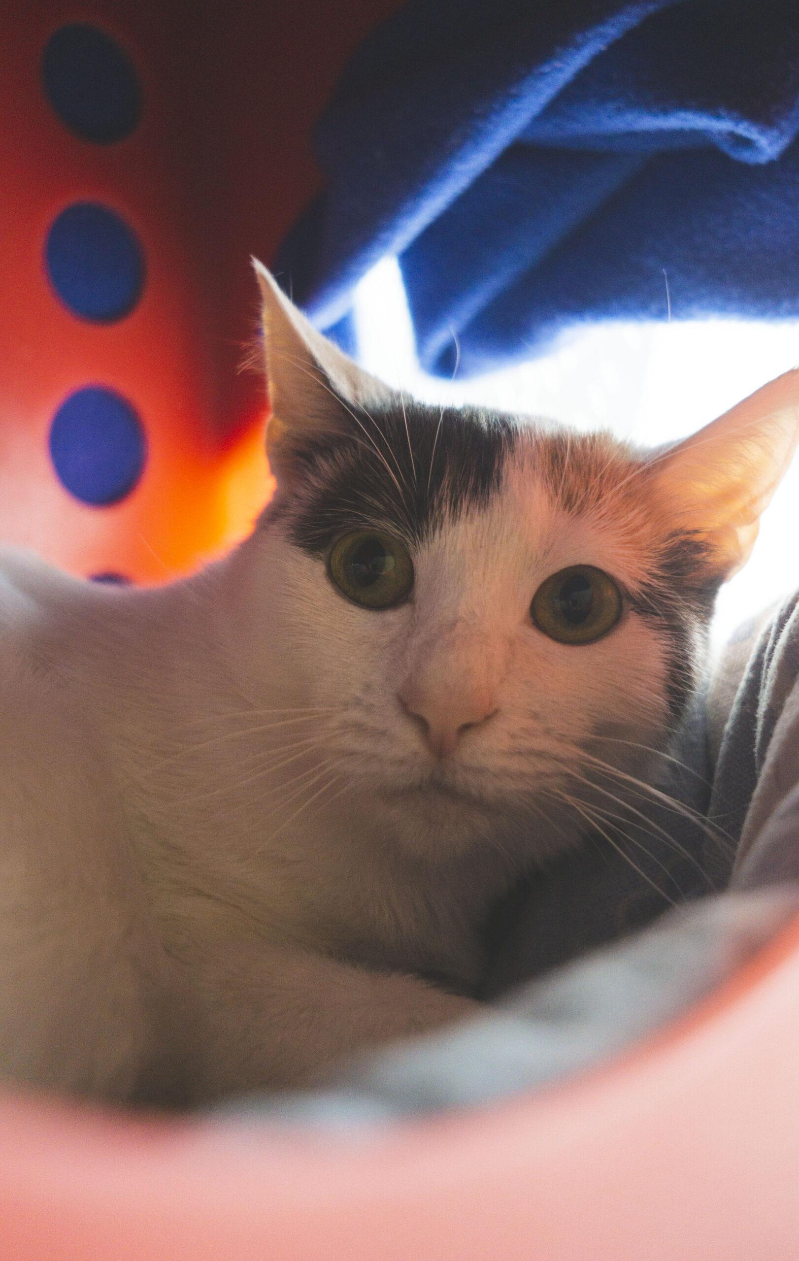 Enlarge Angel, an adopted mixed breed in Encinitas, CA image 1/1