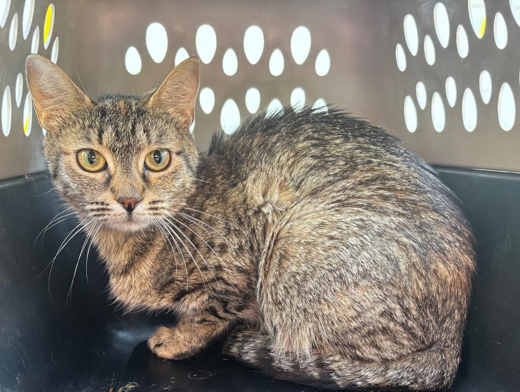 Noodle, Adoptable, Young Female Domestic Short Hair.