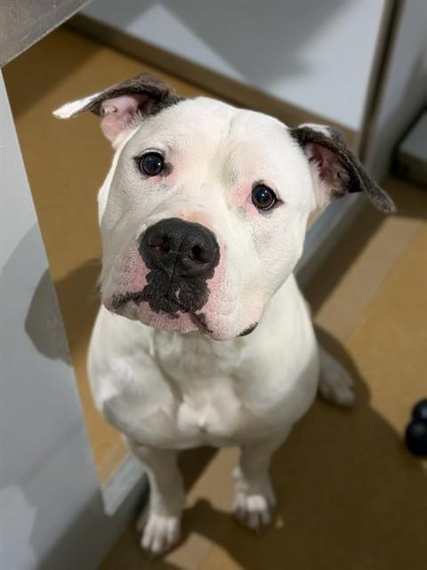 Enlarge T-BONE, a Adoptable mixed breed in Saint Peters, MO image 1/1