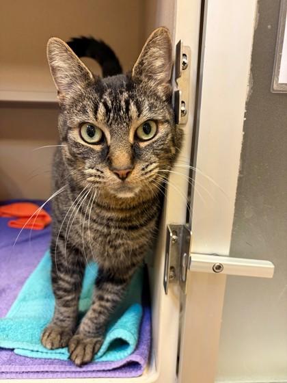Little Bear, Adoptable, Young Male Domestic Short Hair & Domestic Short Hair.
