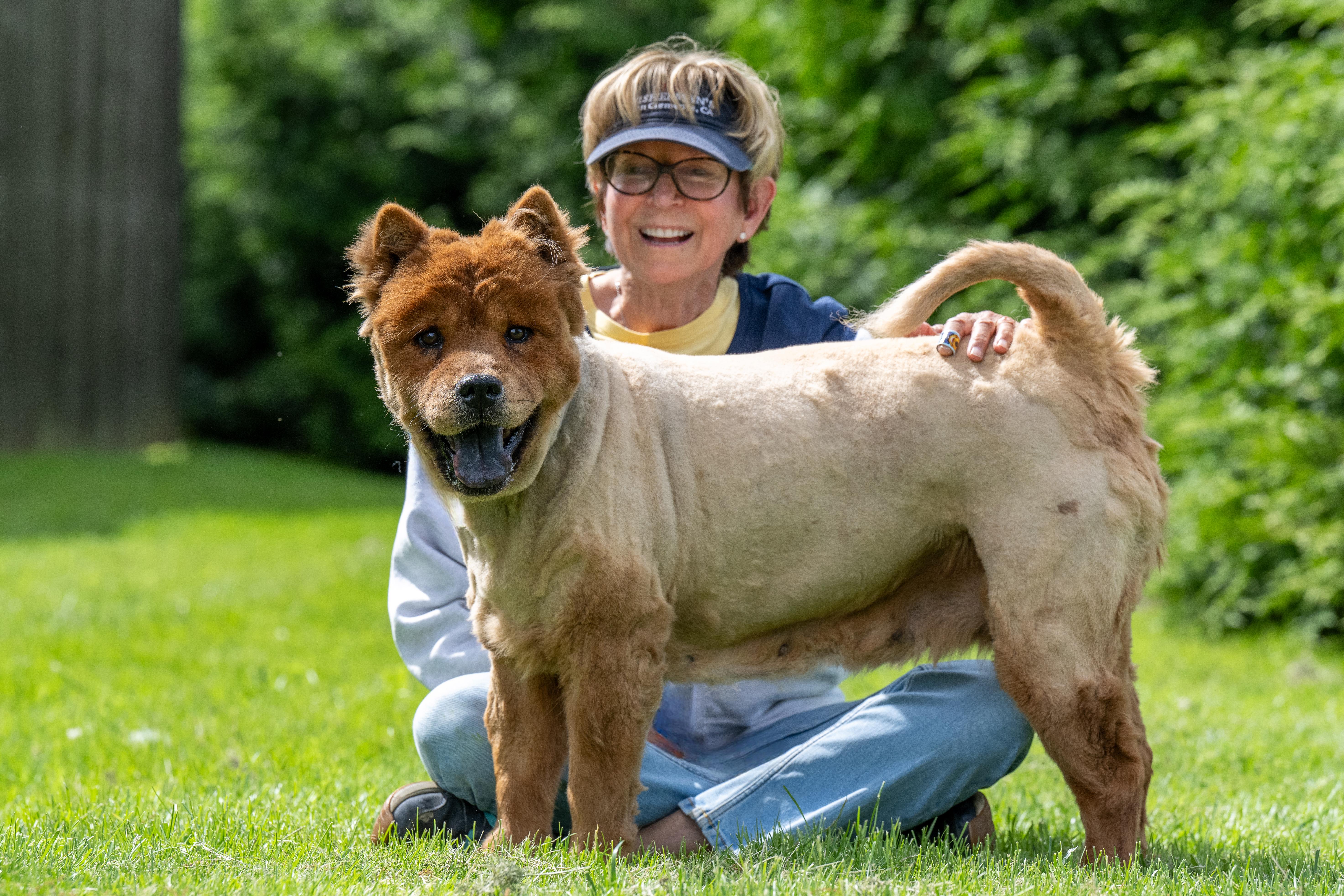 Regina, Adult Female Chow Chow