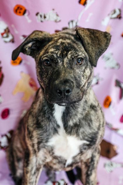 Rocky, Adoptable, Young Male Boxer & Mixed Breed.