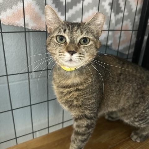 Anastasia, ADOPTABLE, Young Female Domestic Short Hair.