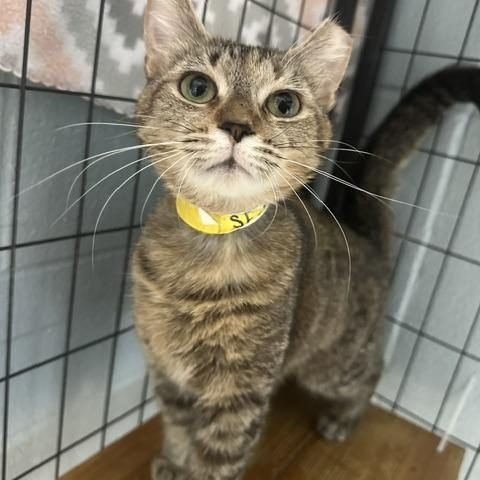 Anastasia, a ADOPTABLE Domestic Short Hair in Bryan, OH image 2/2