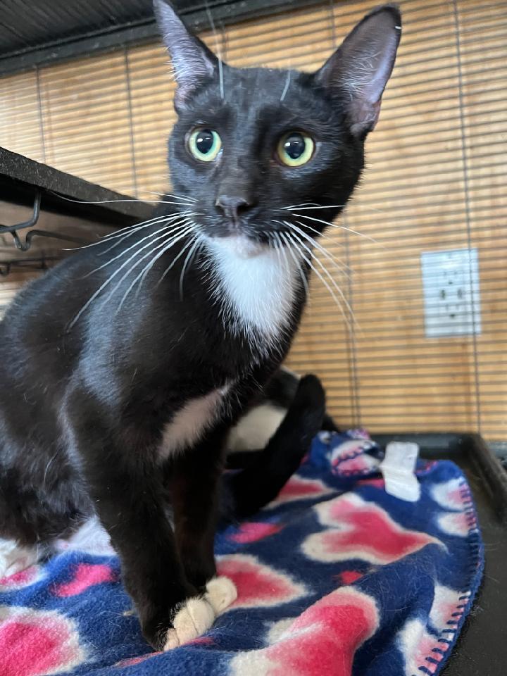 Enlarge Gwen, a Adoptable Domestic Short Hair in Thatcher, AZ image 1/1