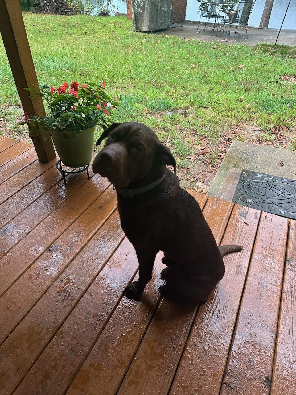 Buddy, Adopted, Young Male Labrador Retriever & Shar-Pei.