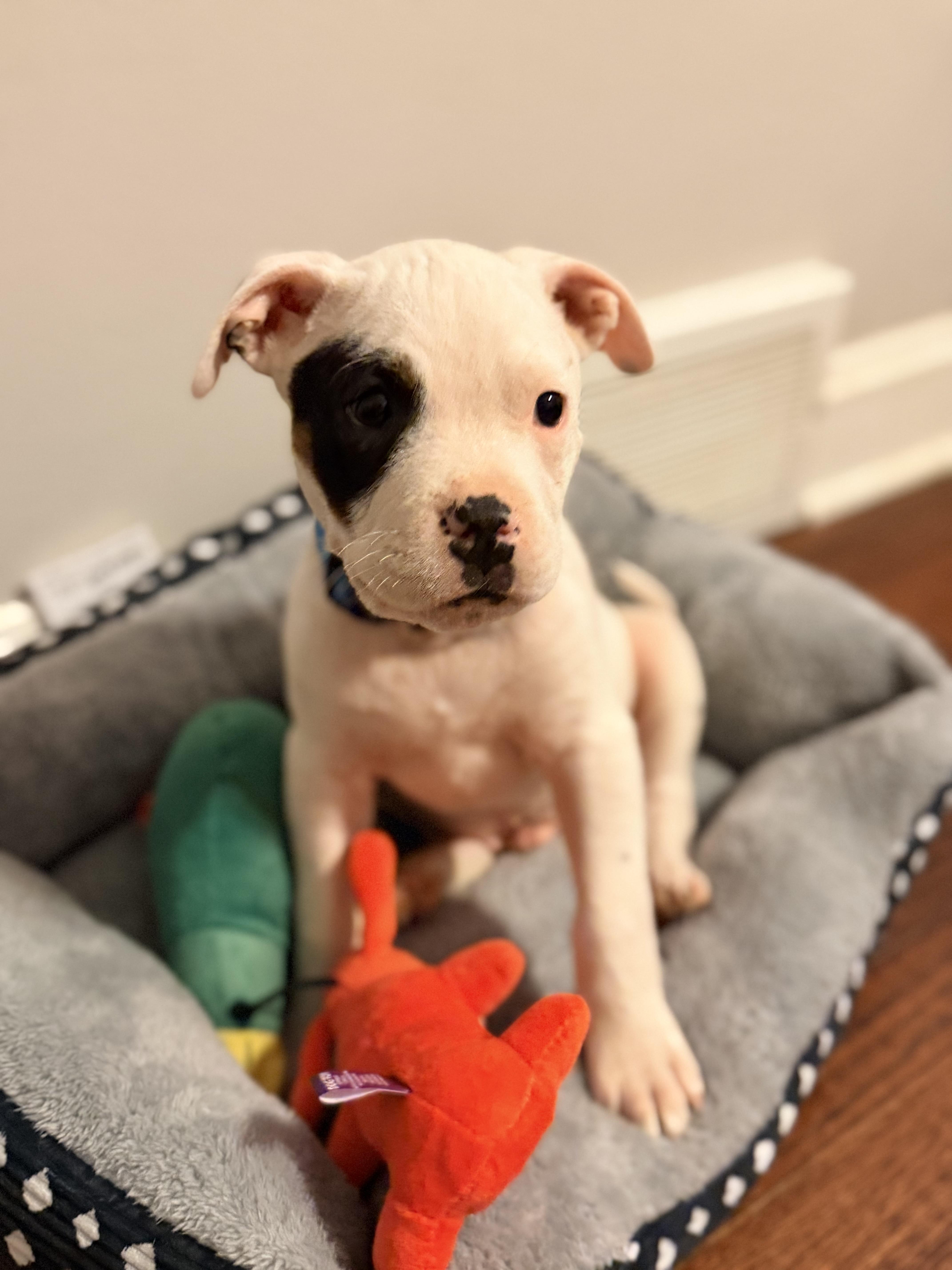 Cooper, a ADOPTABLE American Staffordshire Terrier in Kannapolis, NC image 1/6