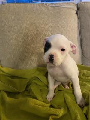 Cooper, a ADOPTABLE American Staffordshire Terrier in Kannapolis, NC image 3/6