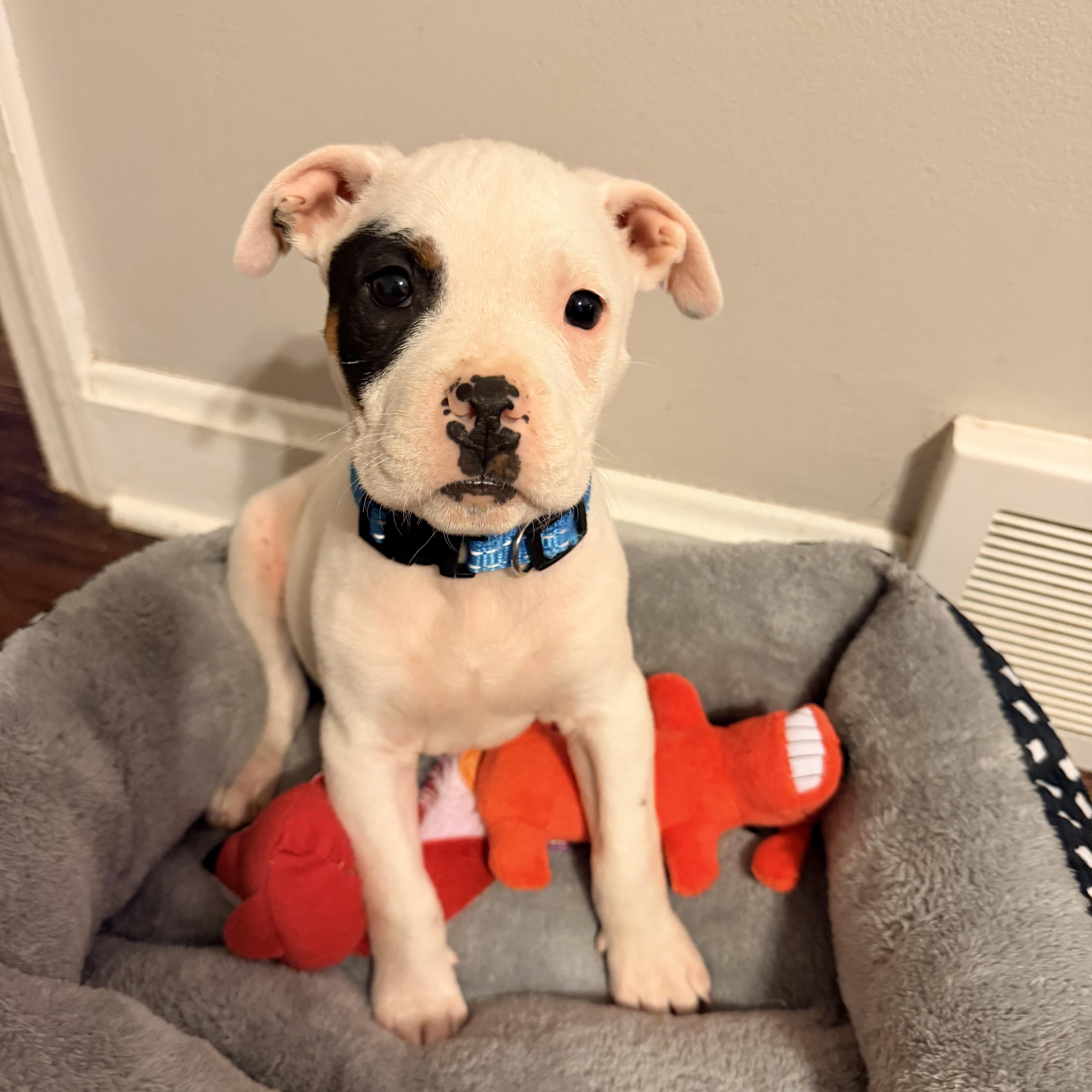 Cooper, a ADOPTABLE American Staffordshire Terrier in Kannapolis, NC image 6/6