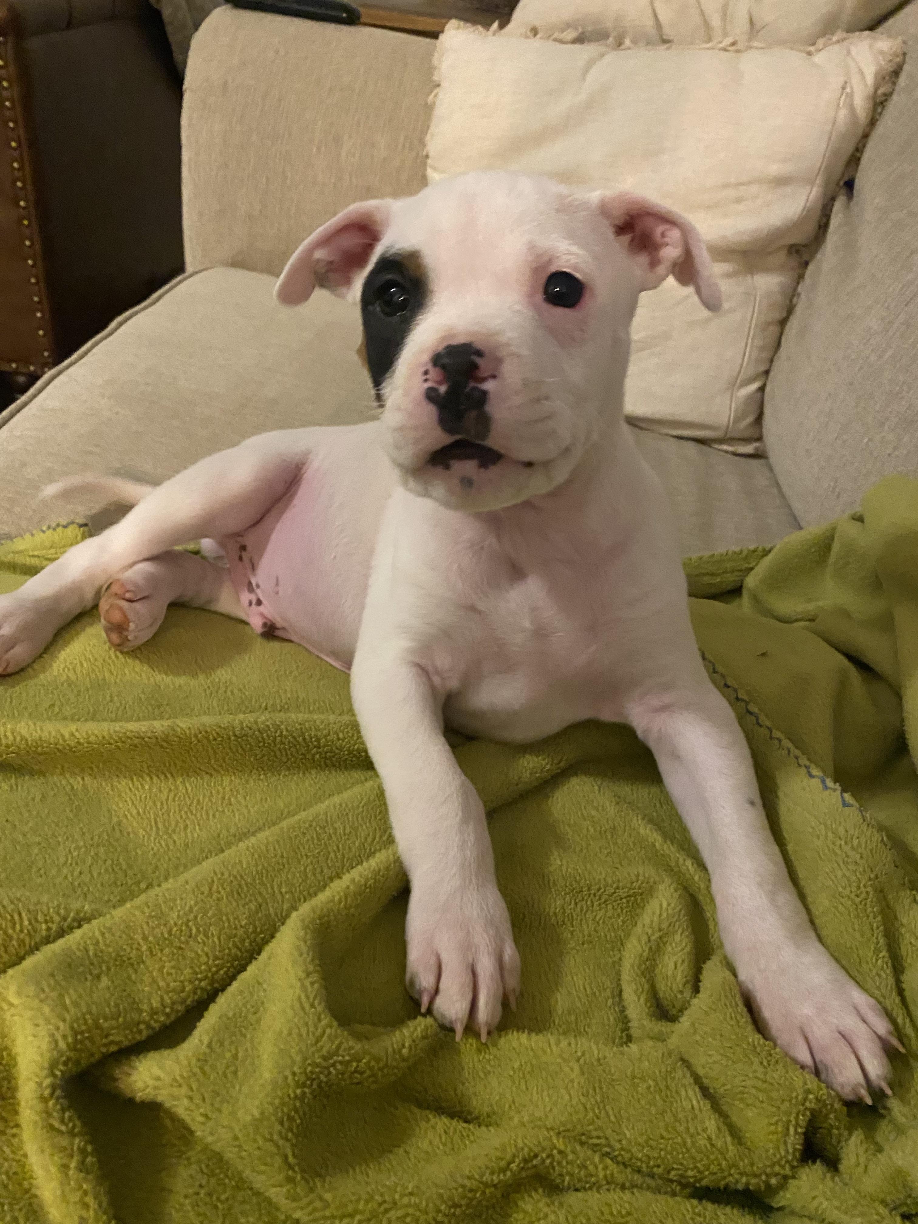 Cooper, a ADOPTABLE American Staffordshire Terrier in Kannapolis, NC image 2/6