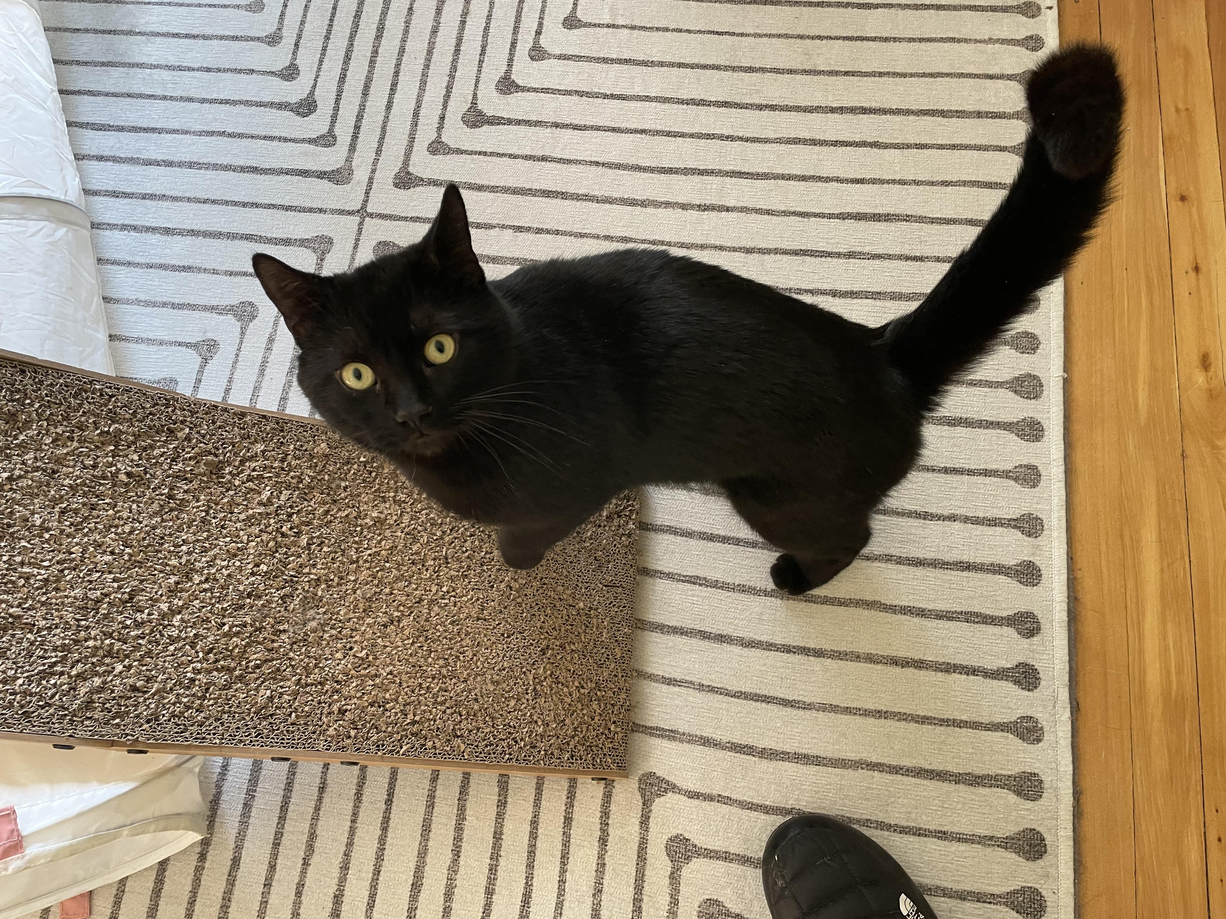 Enlarge Gauthier, a ADOPTABLE Domestic Short Hair in Verdun, QC image 2/5