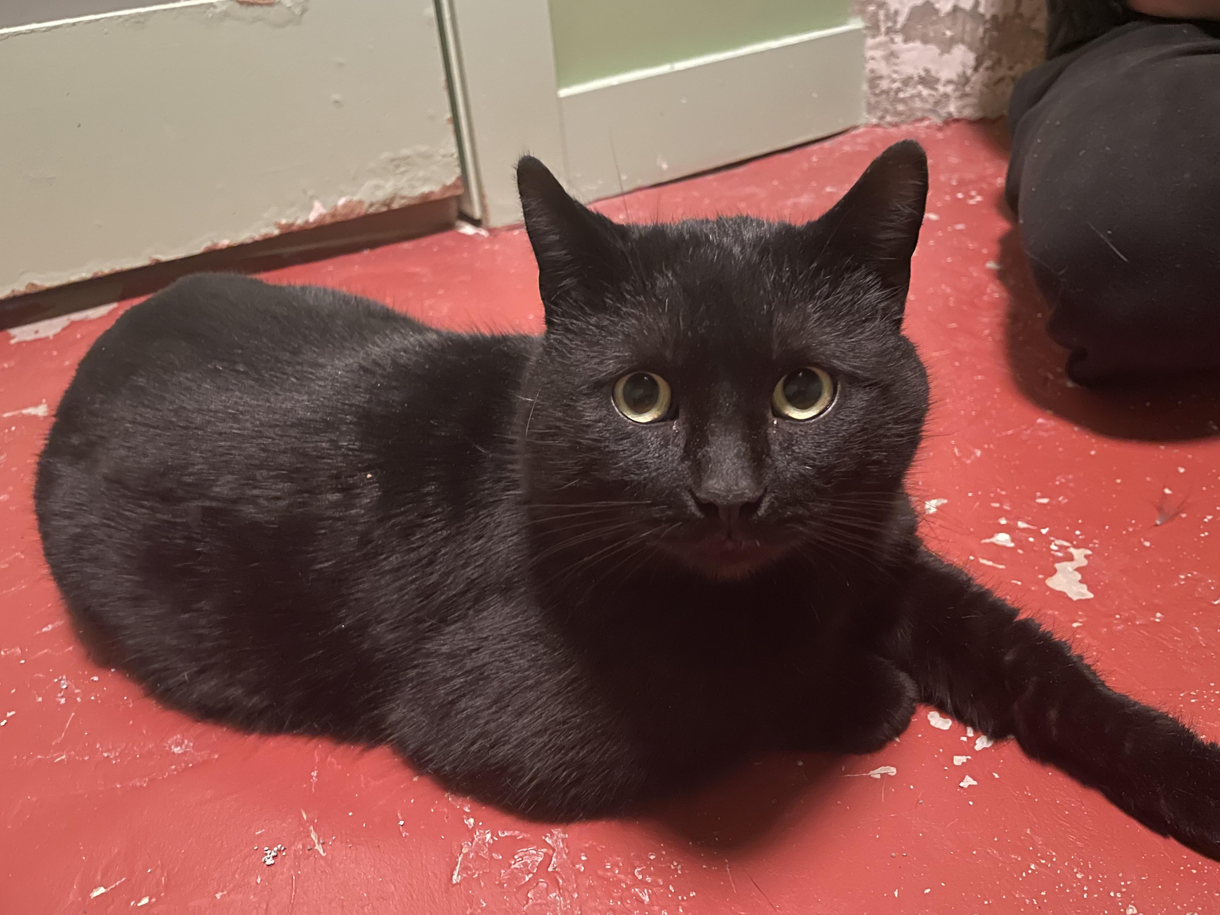 Enlarge Gauthier, a ADOPTABLE Domestic Short Hair in Verdun, QC image 1/5