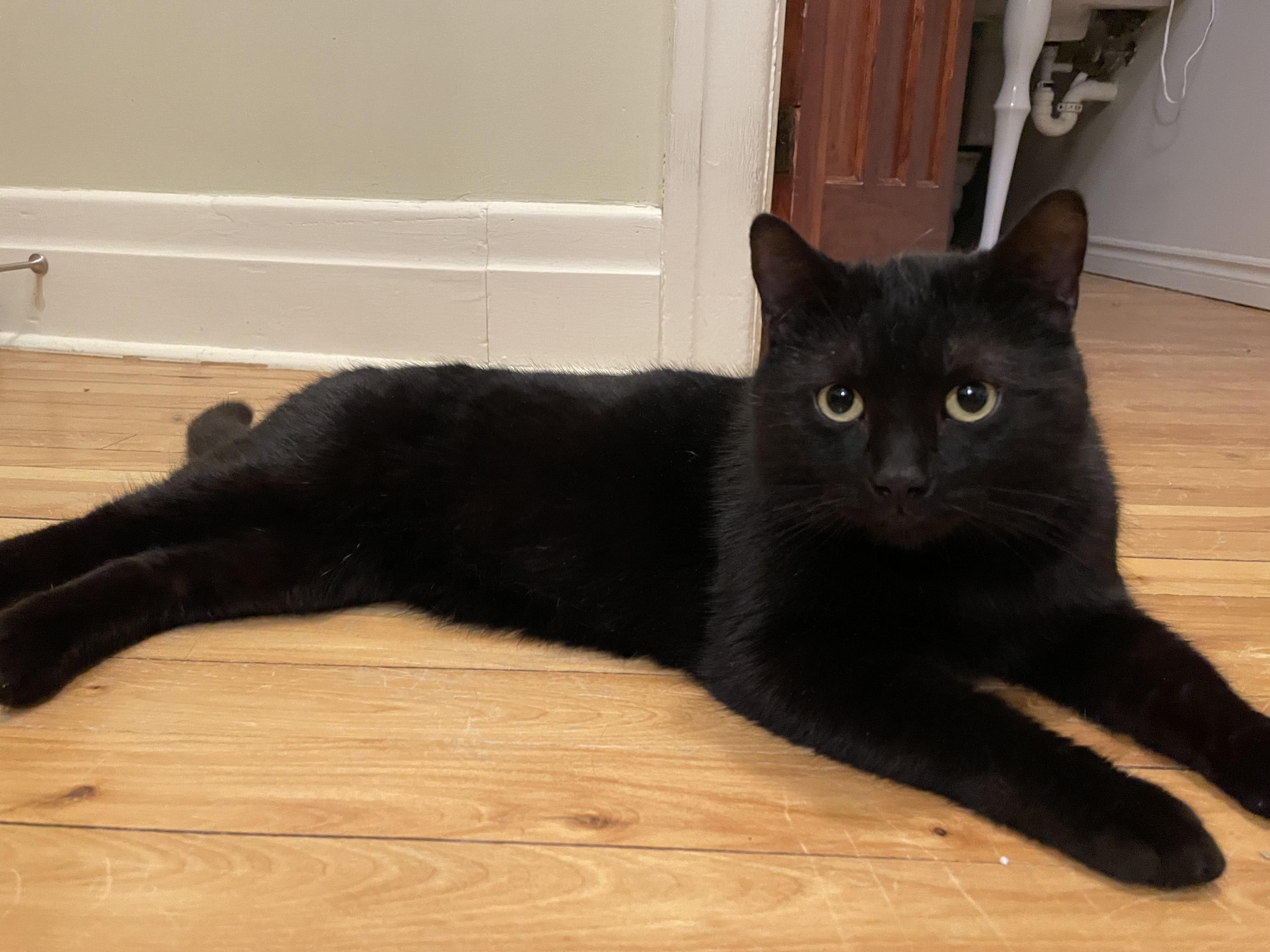 Enlarge Gauthier, a ADOPTABLE Domestic Short Hair in Verdun, QC image 3/5