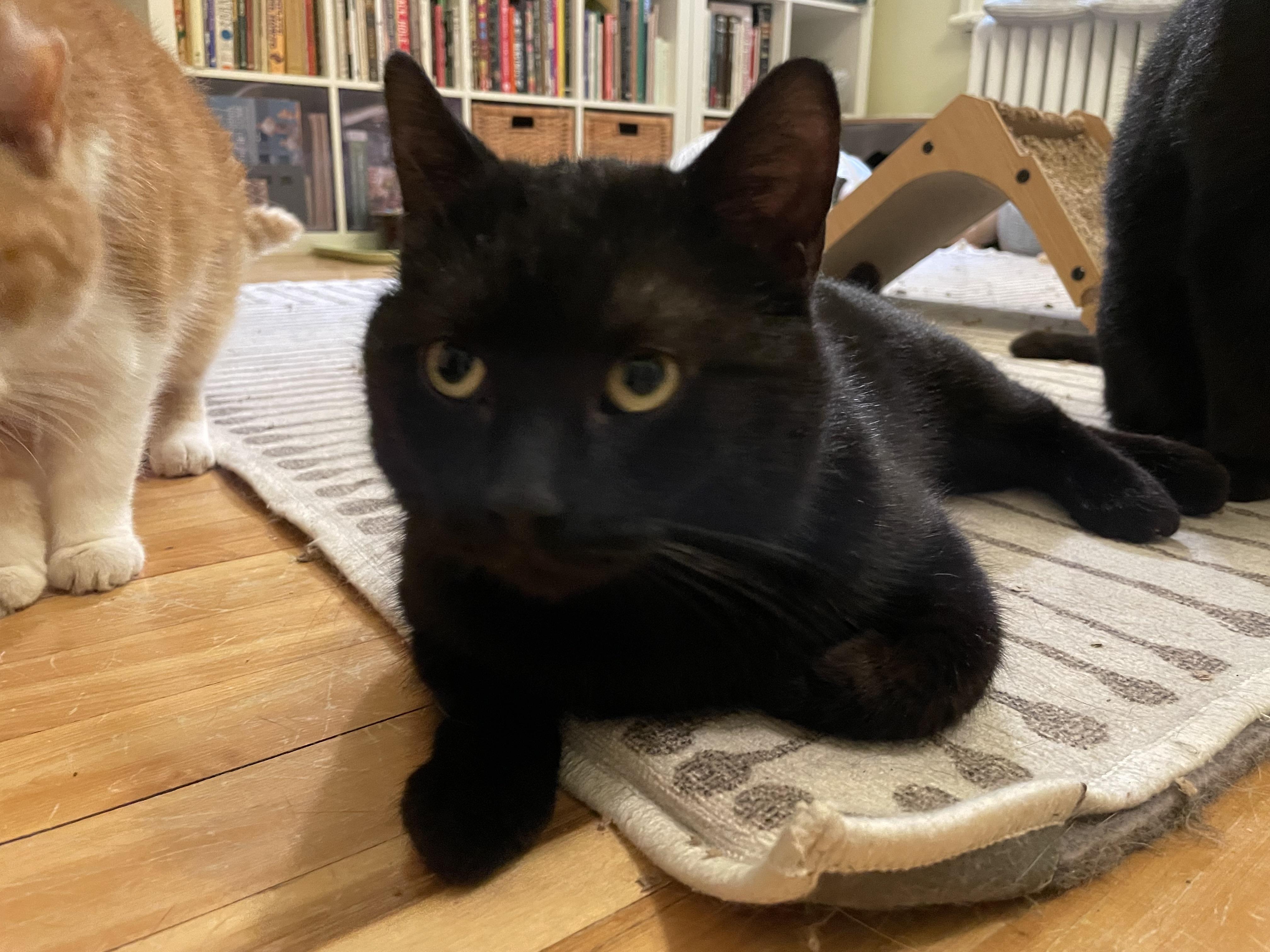 Enlarge Gauthier, a ADOPTABLE Domestic Short Hair in Verdun, QC image 4/5