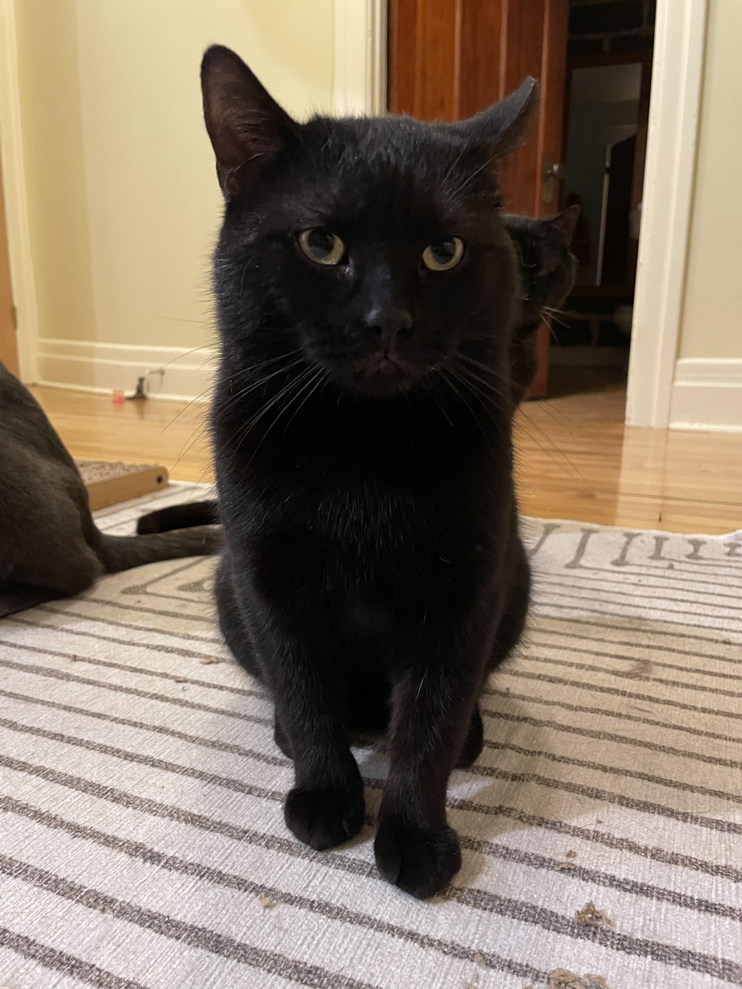 Enlarge Gauthier, a ADOPTABLE Domestic Short Hair in Verdun, QC image 5/5