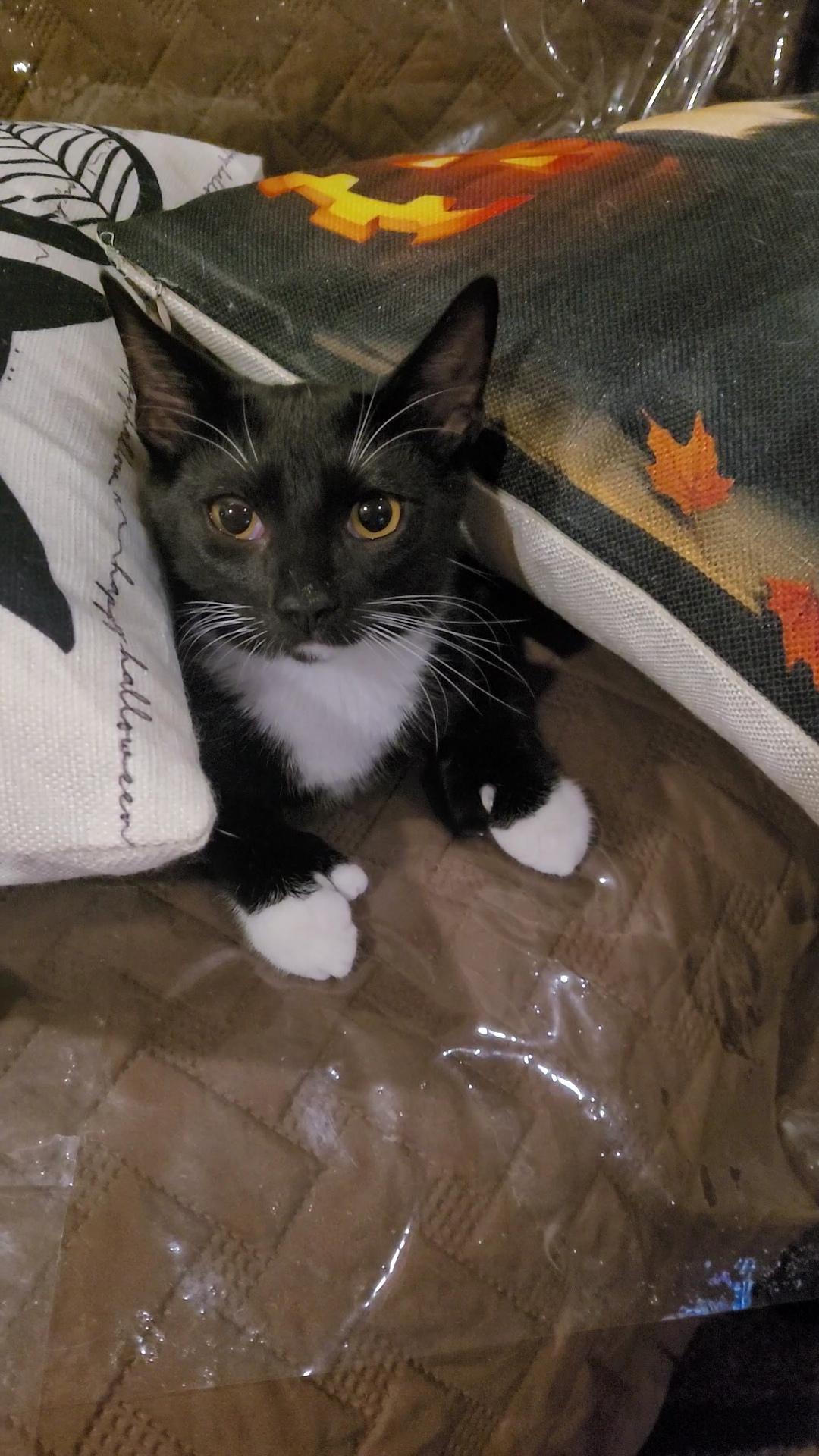 Enlarge MR. BEANS, a ADOPTABLE mixed breed in Escalon, CA image 2/6