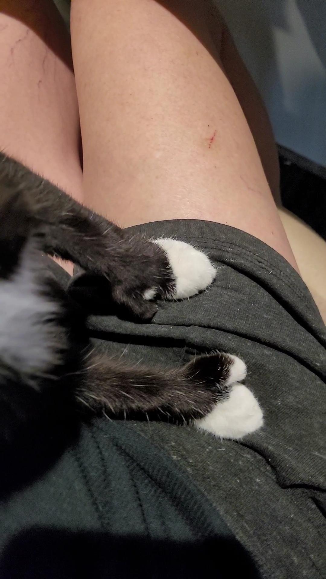 MR. BEANS, ADOPTABLE, Kitten Male Extra-Toes Cat / Hemingway Polydactyl & Tuxedo.