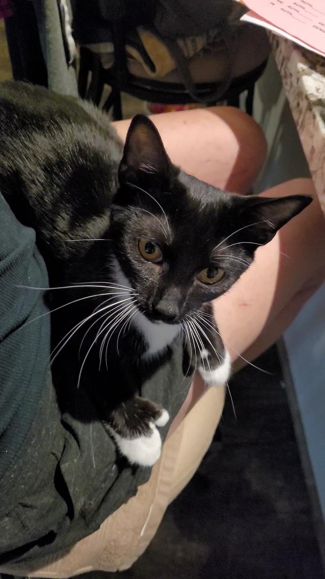 Enlarge MR. BEANS, a ADOPTABLE mixed breed in Escalon, CA image 4/6