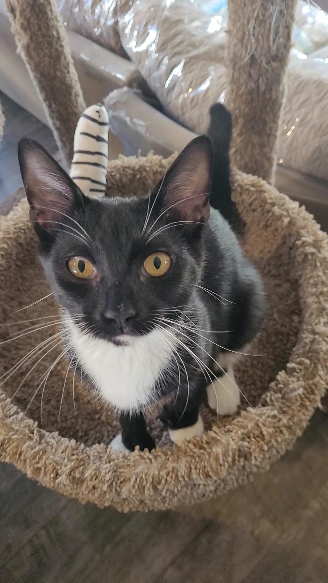 Enlarge MR. BEANS, a ADOPTABLE mixed breed in Escalon, CA image 5/6