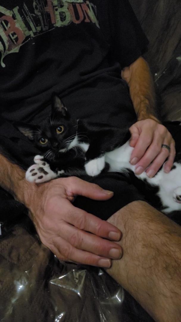 Enlarge MR. BEANS, a ADOPTABLE mixed breed in Escalon, CA image 6/6