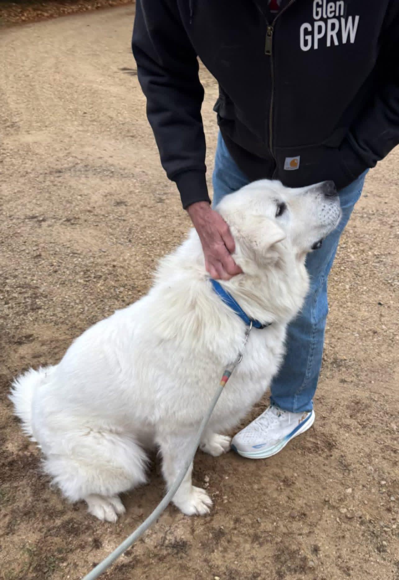 Enlarge Lola, a Adoptable Great Pyrenees in Neshkoro, WI image 2/2