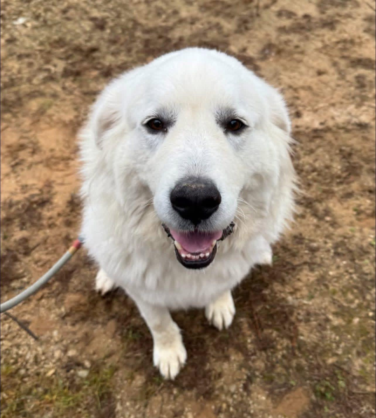 Lola, Adoptable, Adult Female Great Pyrenees.