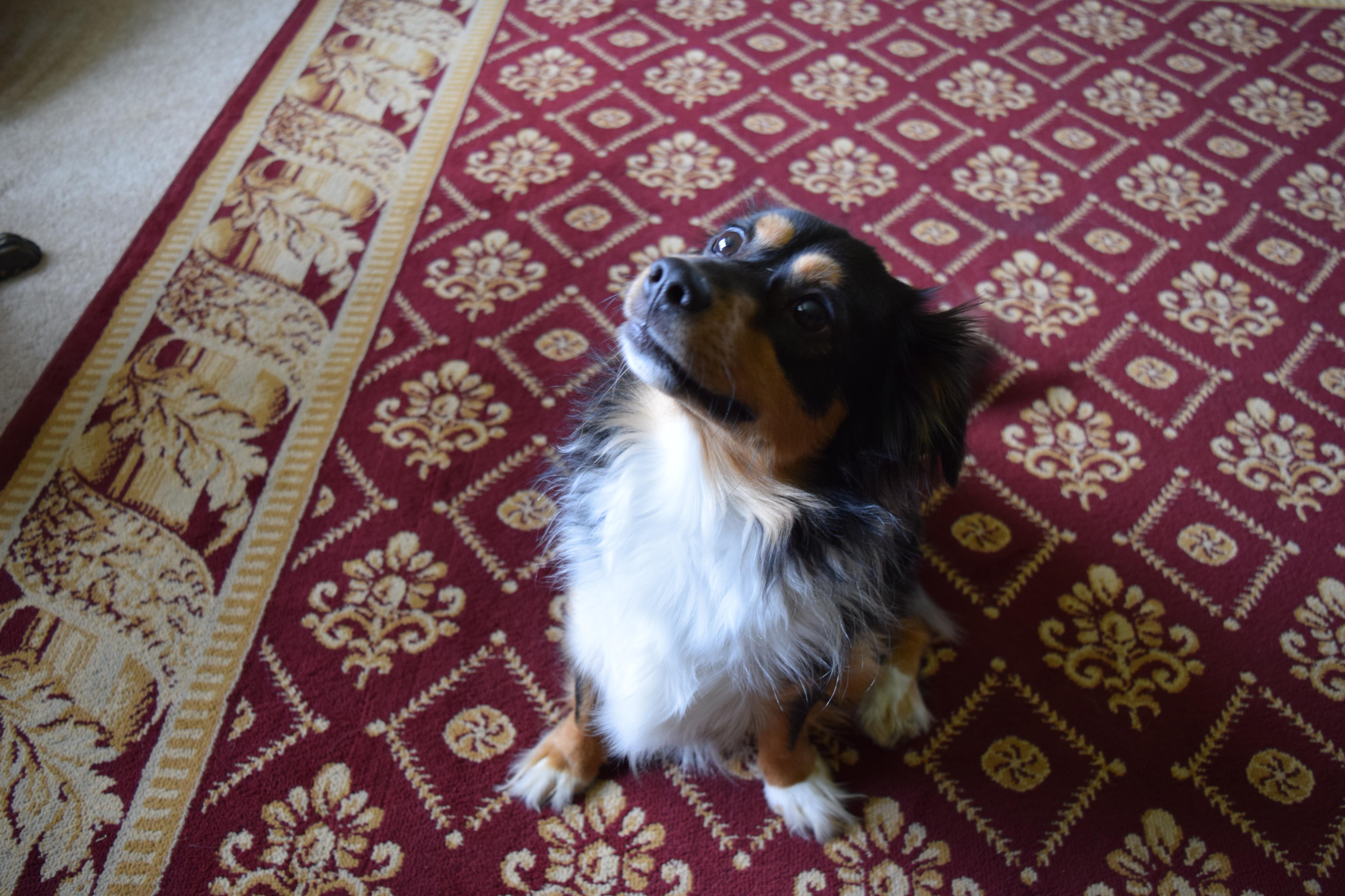 Enlarge Bear, a Adopted mixed breed in Rosalia, KS image 5/5