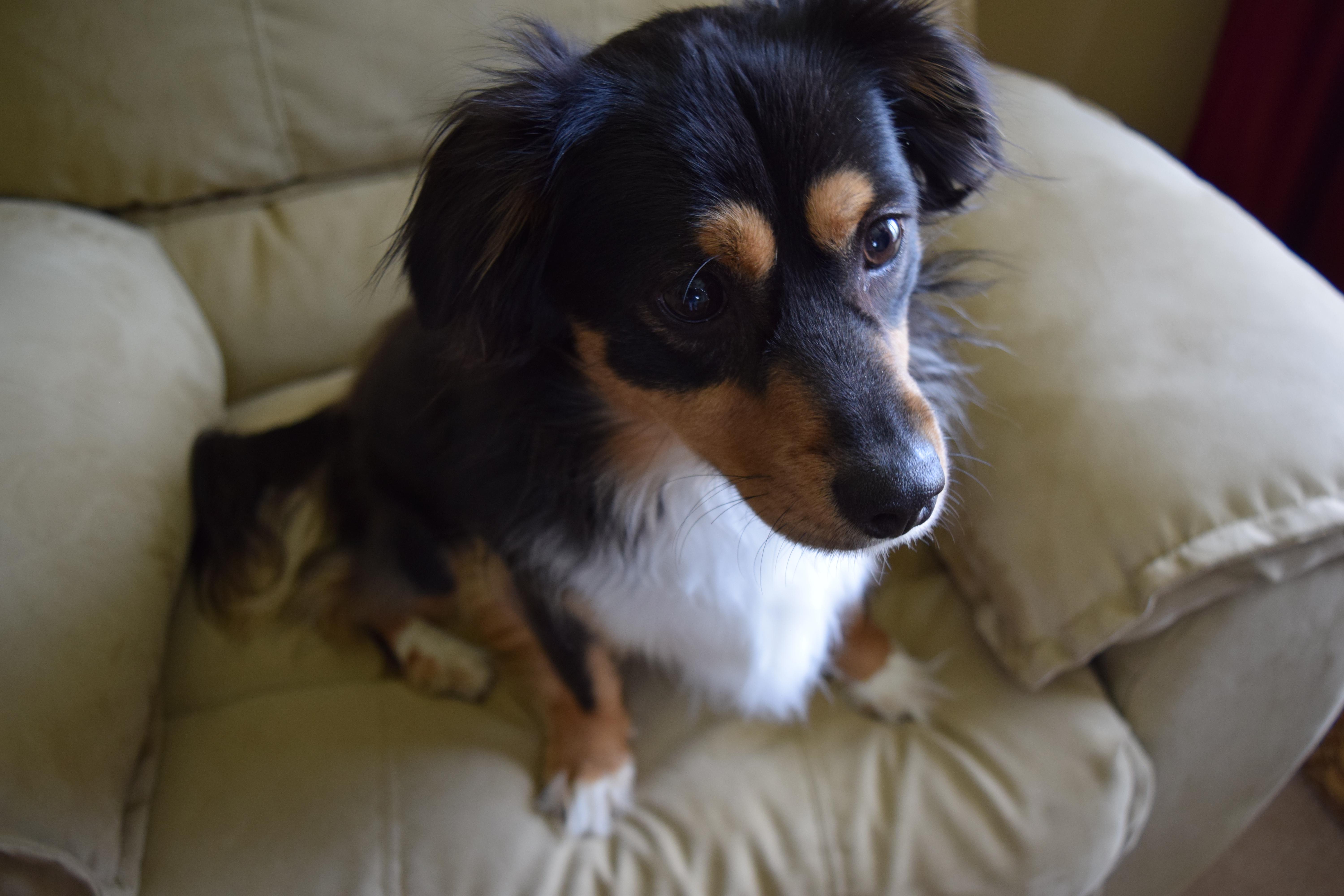 Enlarge Bear, a Adopted mixed breed in Rosalia, KS image 4/5