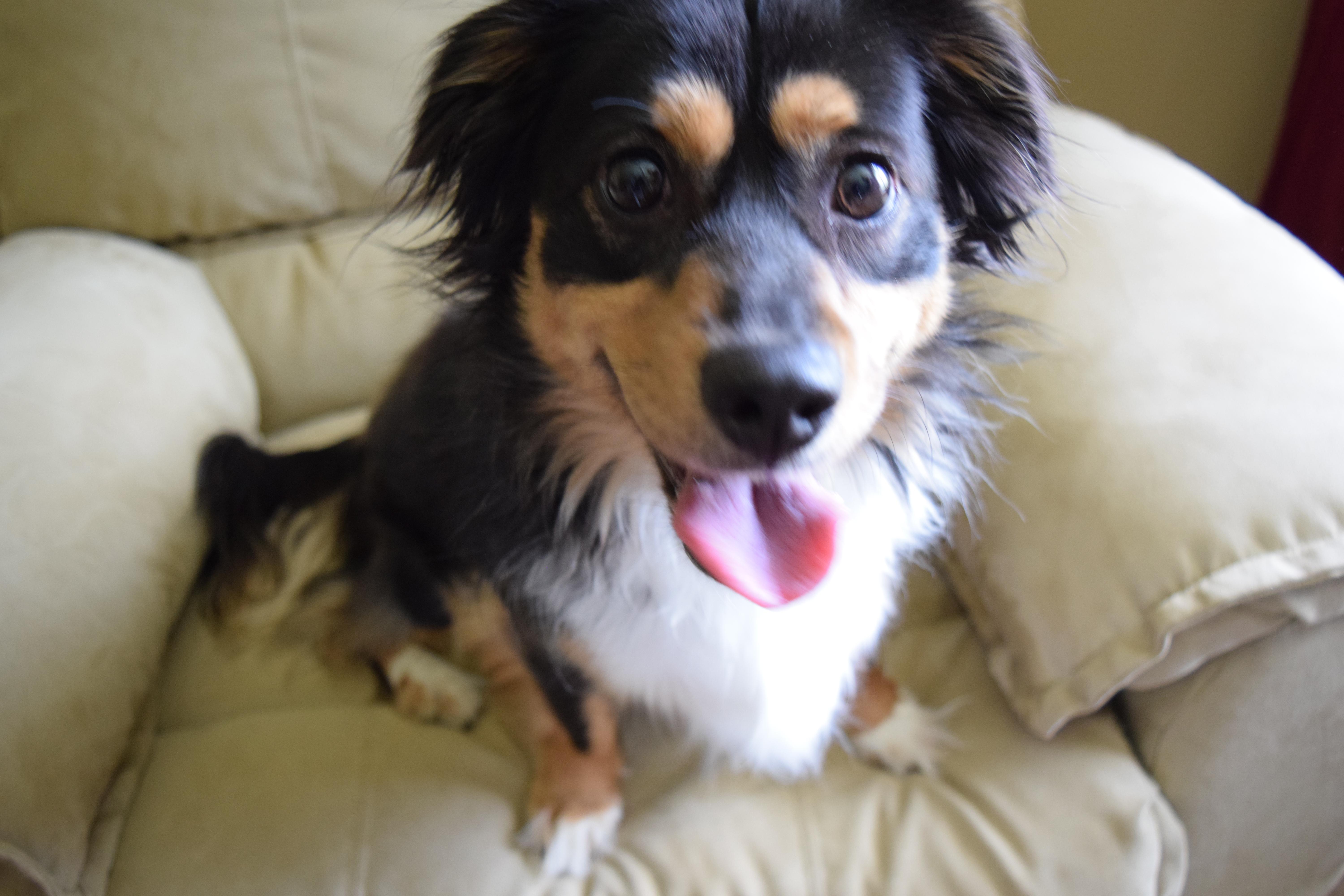 Enlarge Bear, a Adopted mixed breed in Rosalia, KS image 1/5