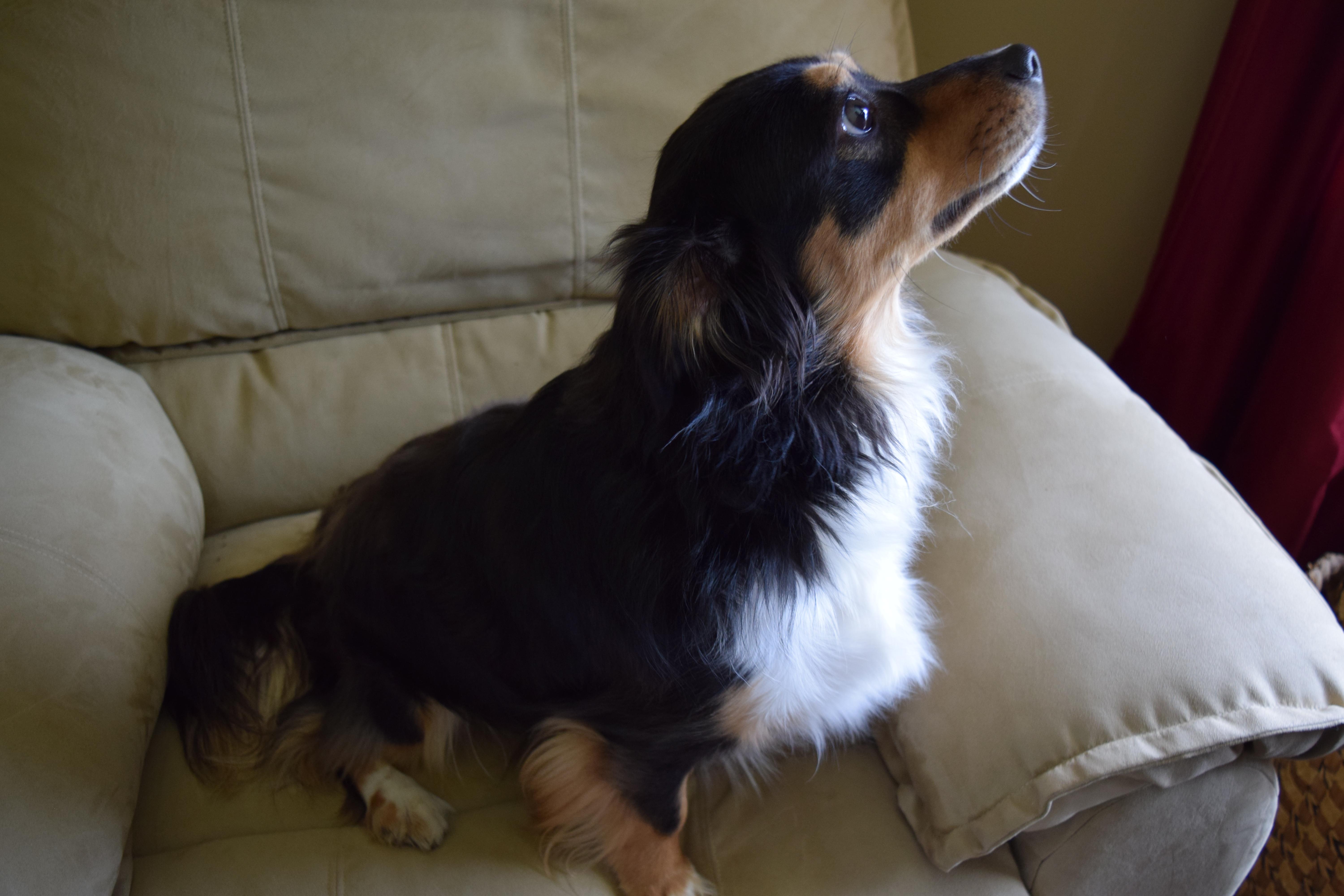 Enlarge Bear, a Adopted mixed breed in Rosalia, KS image 3/5