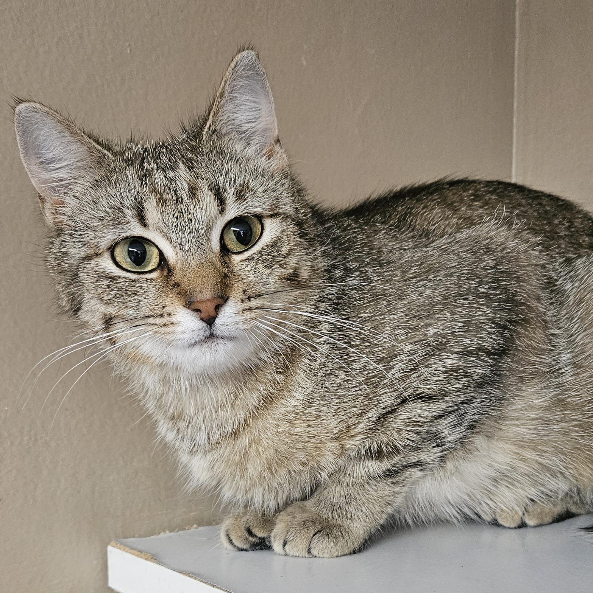 Enlarge Blossom, a Adoptable Domestic Short Hair in Brockport, NY image 1/5
