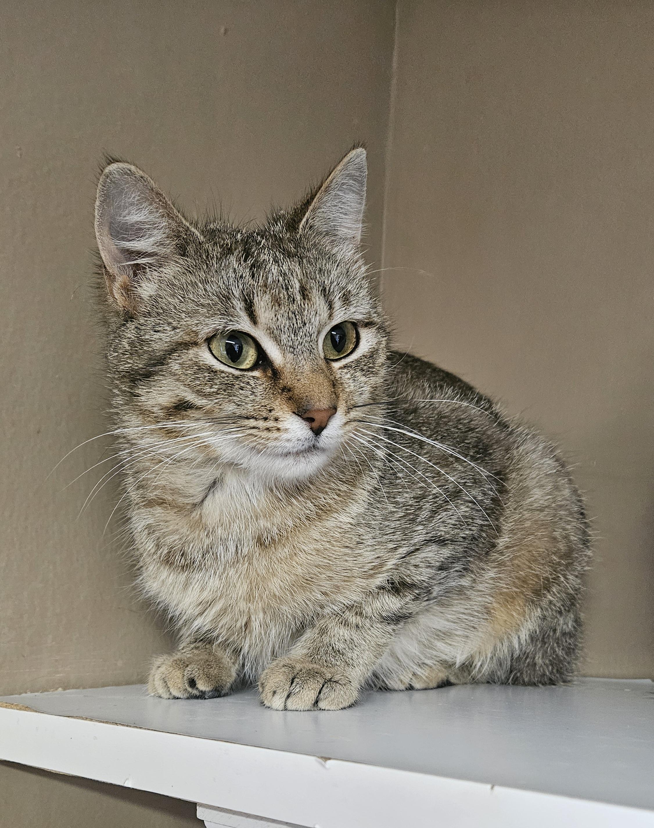 Enlarge Blossom, a Adoptable Domestic Short Hair in Brockport, NY image 2/5
