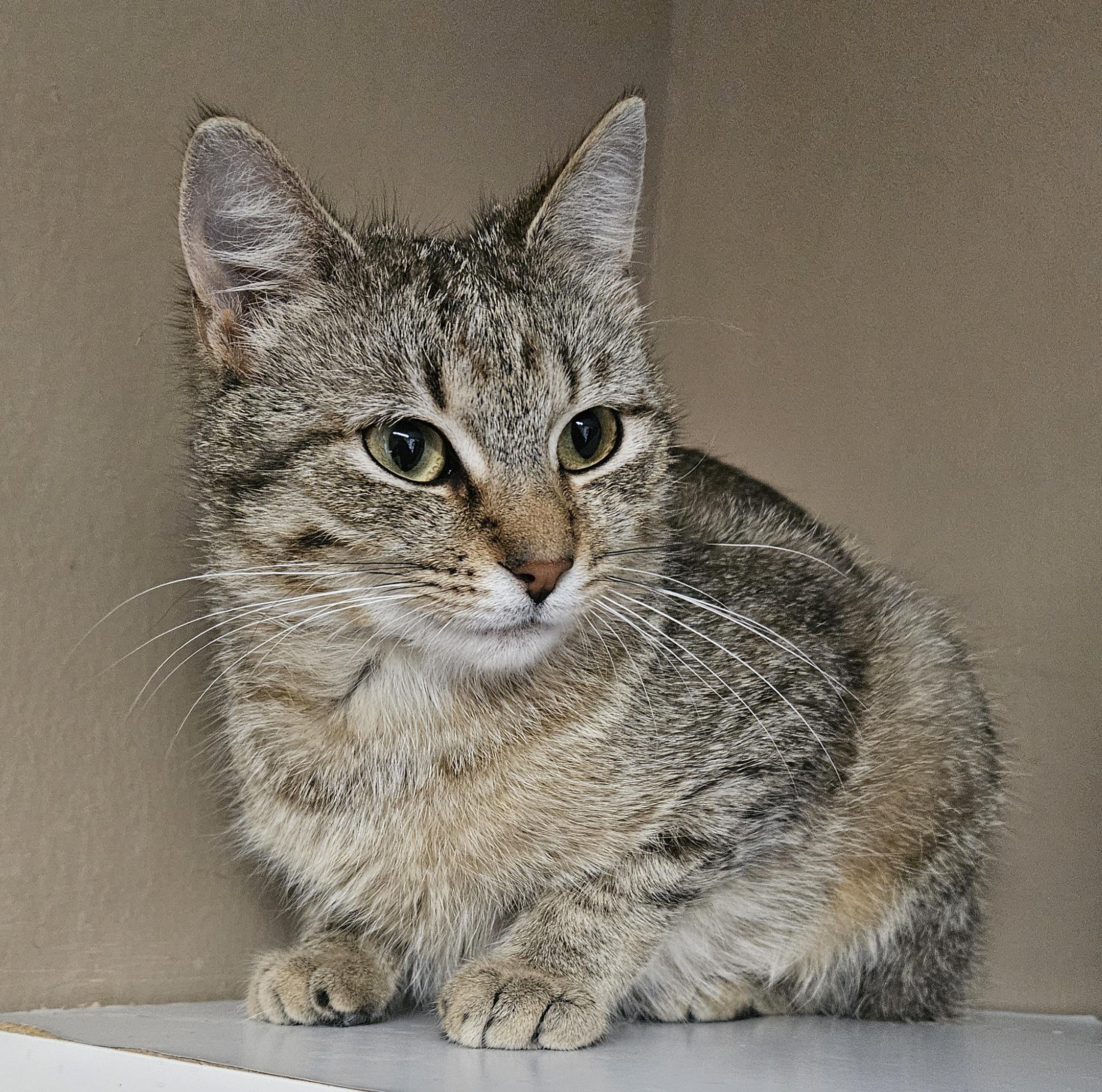 Enlarge Blossom, a Adoptable Domestic Short Hair in Brockport, NY image 4/5