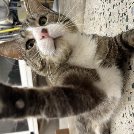 Enlarge Michael, a Adoptable American Shorthair in Edgewood, MD image 6/6