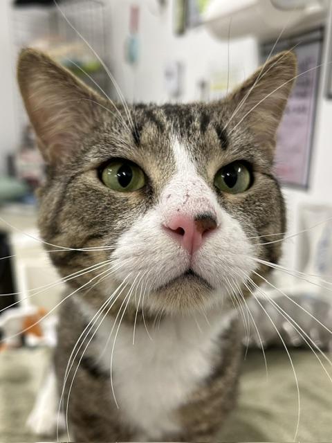 Enlarge Michael, a Adoptable American Shorthair in Edgewood, MD image 3/6