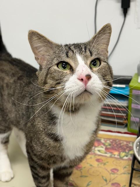 Michael, Adoptable, Young Male American Shorthair.
