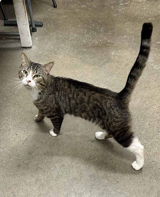 Enlarge Michael, a Adoptable American Shorthair in Edgewood, MD image 4/6