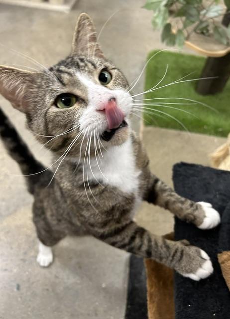 Enlarge Michael, a Adoptable American Shorthair in Edgewood, MD image 2/6