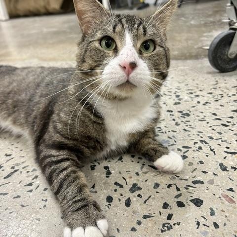 Enlarge Michael, a Adoptable American Shorthair in Edgewood, MD image 5/6