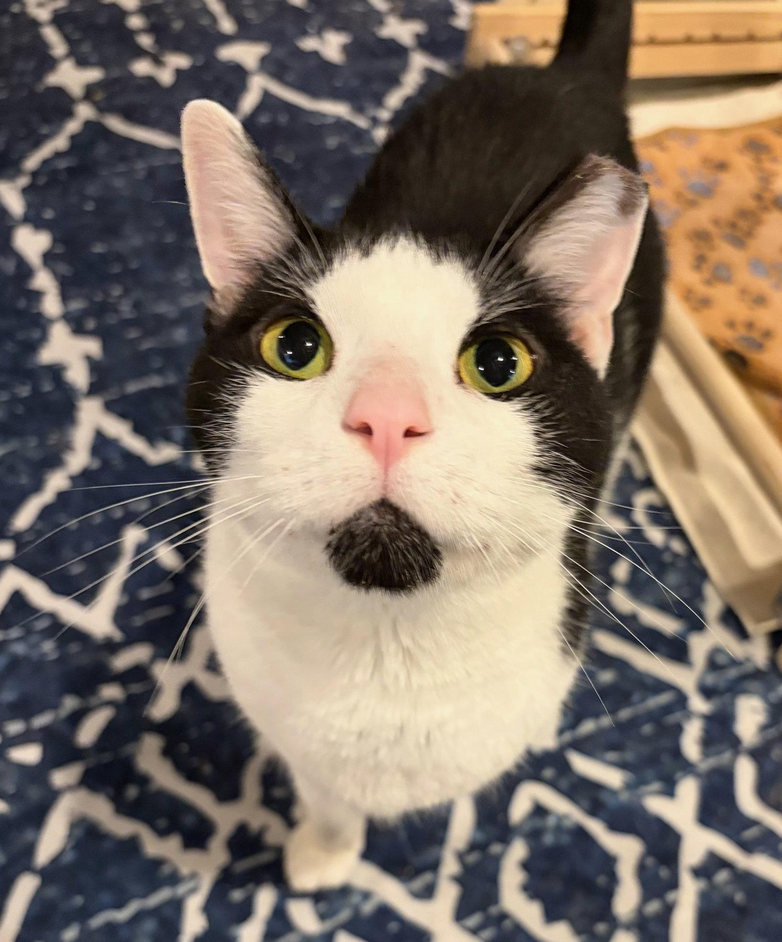 Bridget, Adoptable, Adult Female Domestic Short Hair.